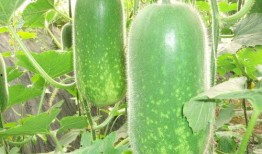 网红大瓜博雅吃瓜视频最全观看